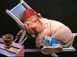 Shar pei2