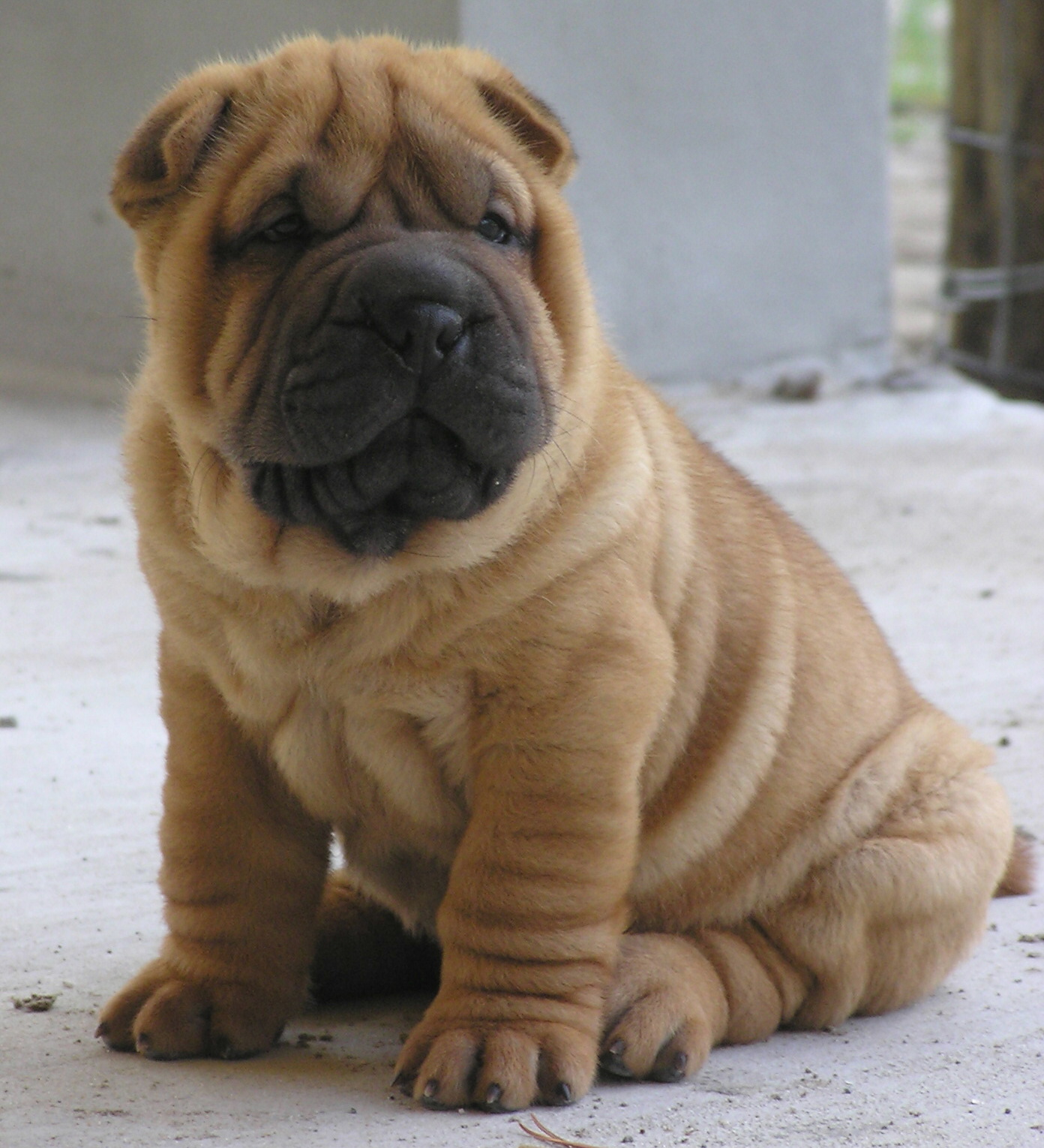 Shar pei6