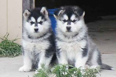 malamute3.jpg